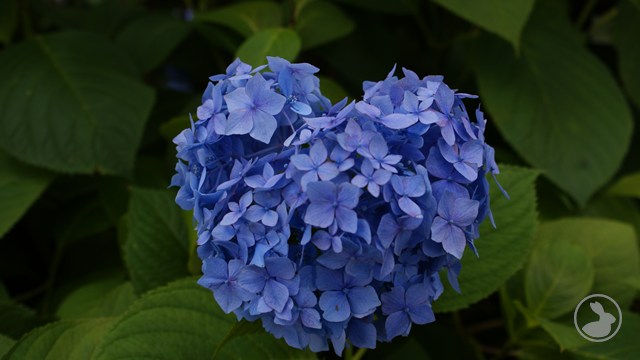三室戸寺