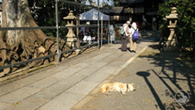 縣神社