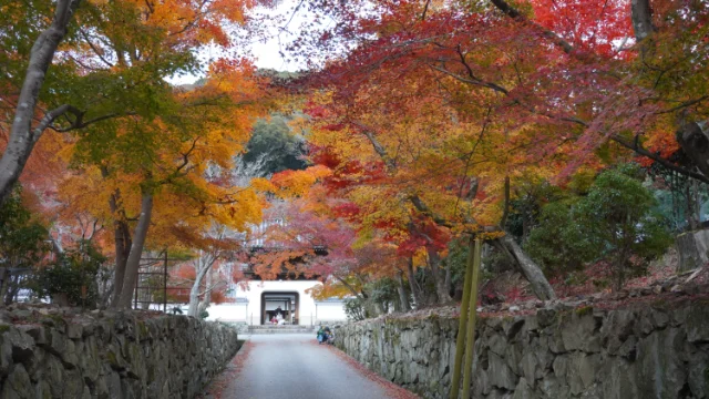 紅葉情報