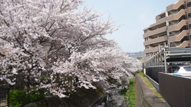 Cherry Blossom